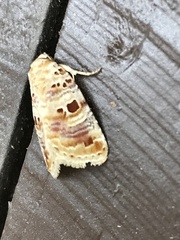 Diastema tigris