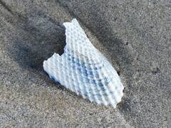 Cyrtopleura costata