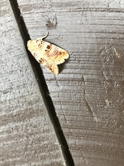 Diastema tigris