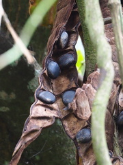 Mucuna macrocarpa