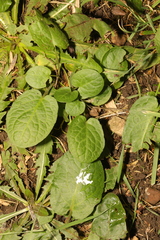 Bistorta officinalis