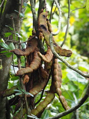 Mucuna macrocarpa