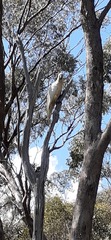 Cacatua galerita galerita