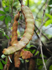 Mucuna macrocarpa