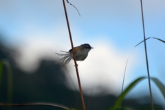 Prinia superciliaris