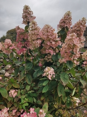 Hydrangea paniculata