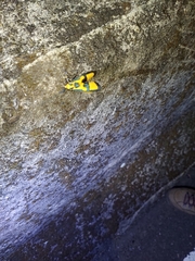 Chrysaeglia magnifica