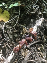 Phaeotremella foliacea