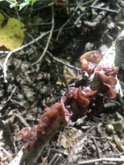 Phaeotremella foliacea