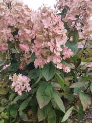 Hydrangea paniculata