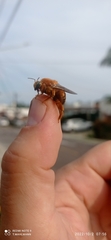 Neoxylocopa