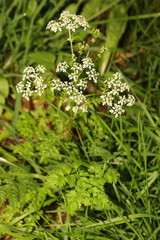 Anthriscus sylvestris
