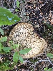 Caloboletus conifericola