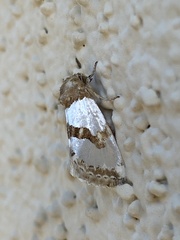 Schinia chrysellus