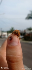 Neoxylocopa