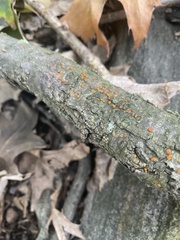 Amphilogia gyrosa