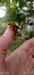 Neoxylocopa