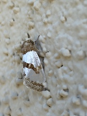 Schinia chrysellus