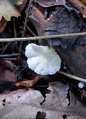 Crepidotus variabilis