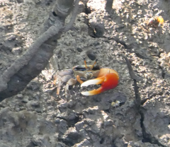 Tubuca coarctata