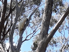 Cacatua galerita galerita