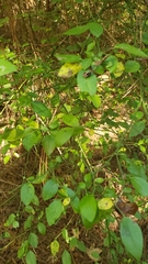 Vaccinium elliottii