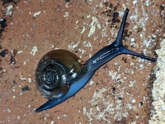 Oxychilus draparnaudi