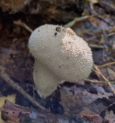 Lycoperdon perlatum