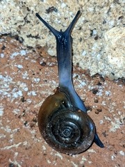 Oxychilus draparnaudi