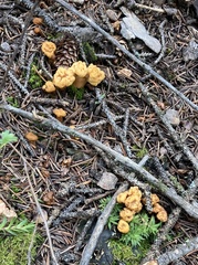 Cantharellus roseocanus