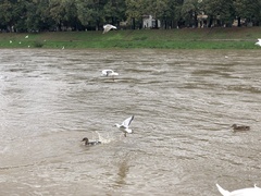 Chroicocephalus ridibundus