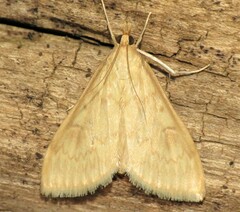 Ostrinia nubilalis