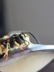 Vespinae