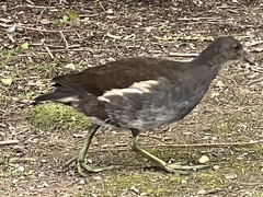 Gallinula chloropus chloropus