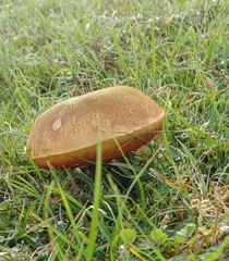 Suillellus luridus