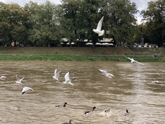 Chroicocephalus ridibundus