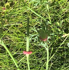 Eschscholzia californica