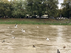 Chroicocephalus ridibundus