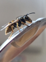 Vespinae