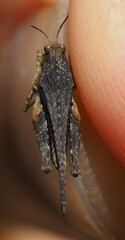Tetrix ceperoi