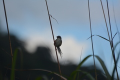 Prinia superciliaris