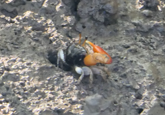 Tubuca coarctata