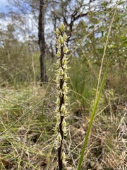 Prasophyllum elatum