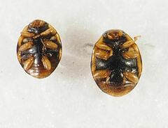 Hyperaspis divaricata