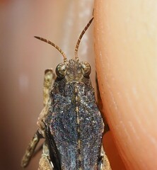 Tetrix ceperoi