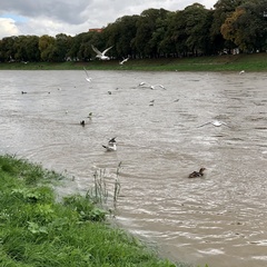 Chroicocephalus ridibundus