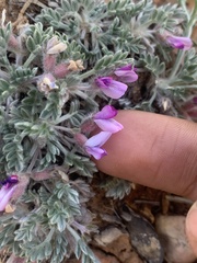 Oxytropis oreophila