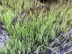 Juncus ensifolius