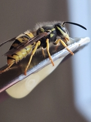 Vespinae