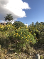 Euryops speciosissimus